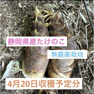 たけのこ　静岡県産　約9キロ(野菜)