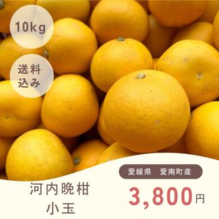 愛媛県産河内晩柑小玉10kg(フルーツ)