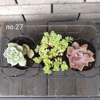 no.27多肉植物抜き苗3種セット(その他)