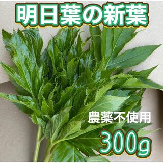 天然 熱海産 明日葉300g 柔らかい新葉のお届けします♪(野菜)