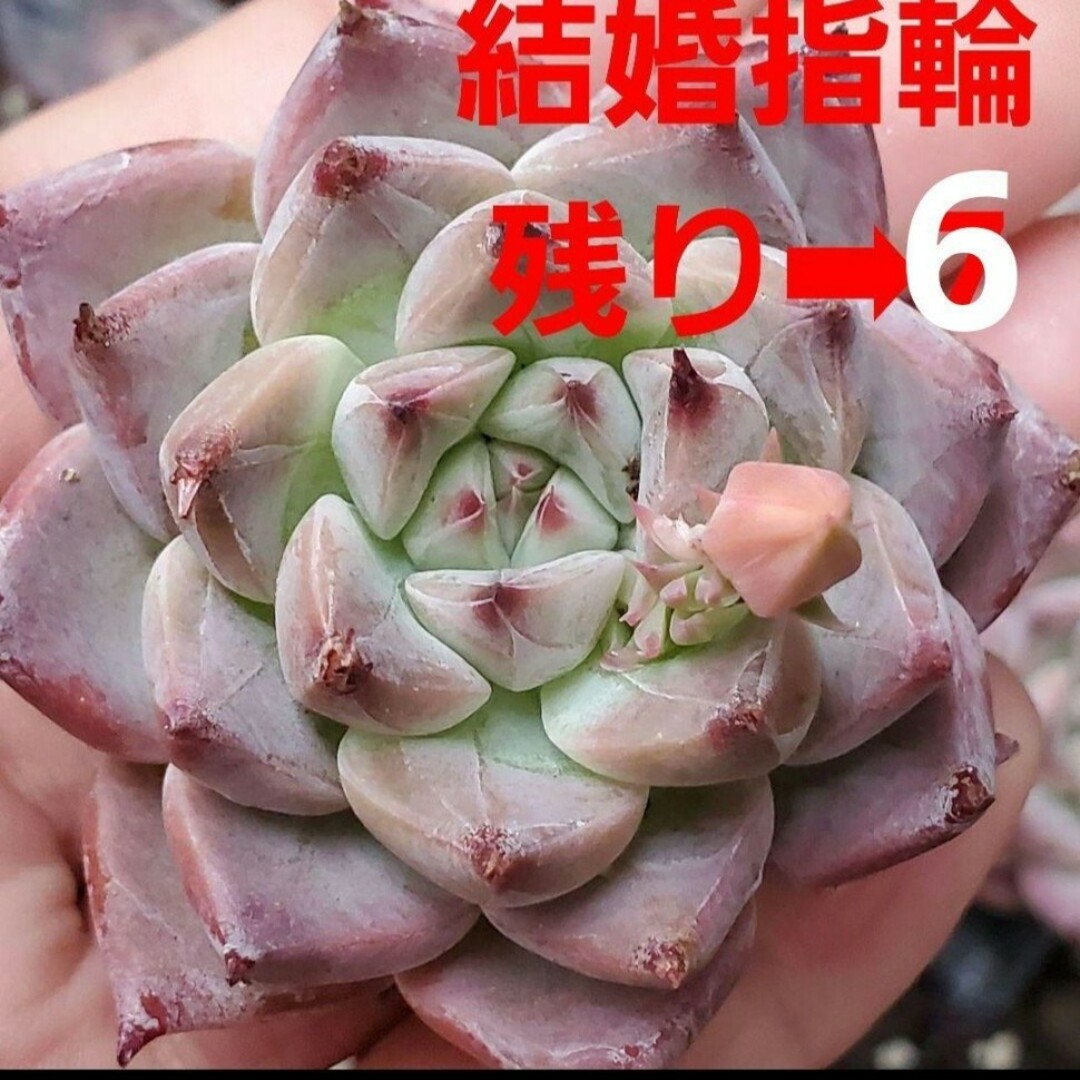 残り➡︎6♡結婚指輪♡カット苗♡多肉植物♡1つ ハンドメイドのフラワー/ガーデン(その他)の商品写真