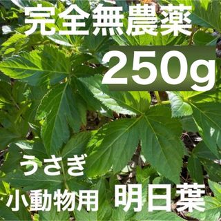 天然 明日葉 250g❣️ ビワの葉5枚込み❗️うさぎや小動物のおやつに💕(野菜)