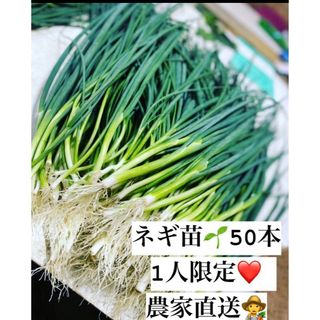 福岡県産　ネギ苗50本　1人限定(野菜)