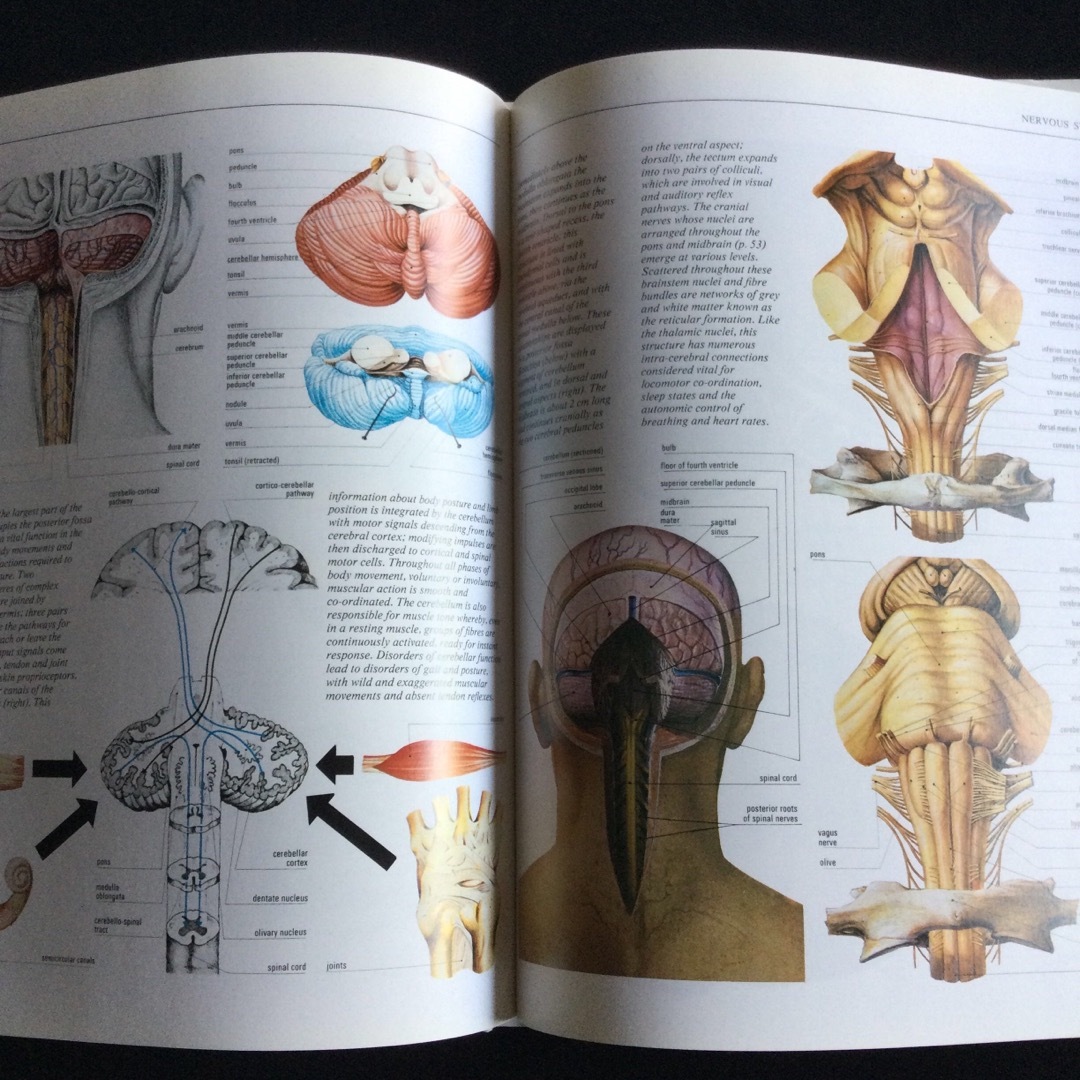 人体のしくみ　構造　イラスト　洋書　英語　Human Body 図鑑　Atlas エンタメ/ホビーの本(洋書)の商品写真