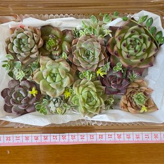 多肉植物 11苗セット エケベリア セダム 詰め合わせ(その他)