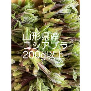 コシアブラ　山形県産　200g以上(野菜)