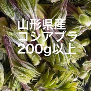 コシアブラ　山形県産　200g以上(野菜)