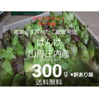 山形鳥海山産　朝摘み天然ばんけ約300g(訳ありふきのとう)蕗の薹　春野菜　山菜(野菜)