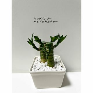 キングバンブー　ハイドロカルチャー　観葉植物(ドライフラワー)