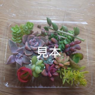 多肉植物  カット苗  MIXセット(その他)