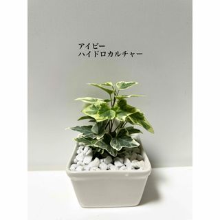 アイビー　ヘデラ　ハイドロカルチャー　観葉植物(ドライフラワー)