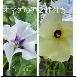 朝鮮あさがお種（ミニ花）、花オクラ種(その他)