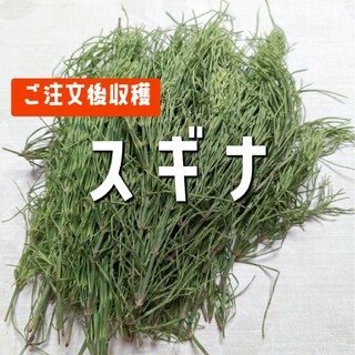 兵庫県産 無農薬 スギナ 200グラム(健康茶)