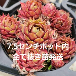 多肉植物　センペルビウム　ガイジェスター　7.5㎝ポット入り内全て抜き苗発送