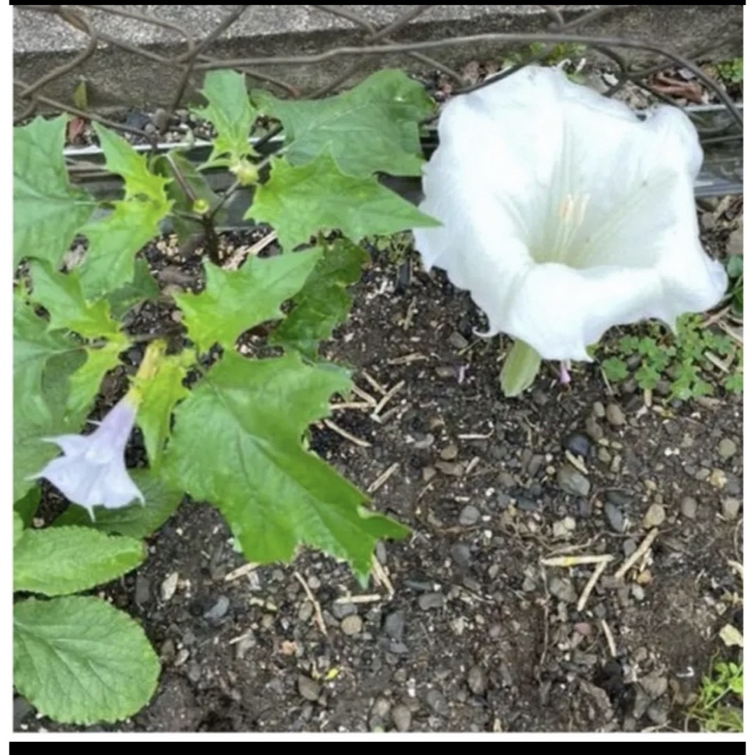 朝鮮あさがお種（ミニ花）、花オクラ種 その他のその他(その他)の商品写真