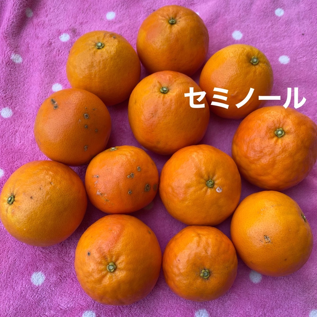 和歌山有田産　3種類の柑橘詰め合わせ(おまけ付き) 食品/飲料/酒の食品(フルーツ)の商品写真