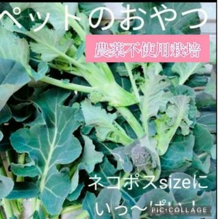 ブロッコリー葉　200g〜ネコポスsizeいっぱい！(小動物)