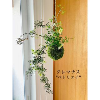 毎年咲きます♪クレマチスペトリエイの苔玉(その他)