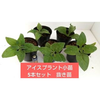 【野菜苗】アイスプラント小苗5本セット　抜き苗にて(野菜)