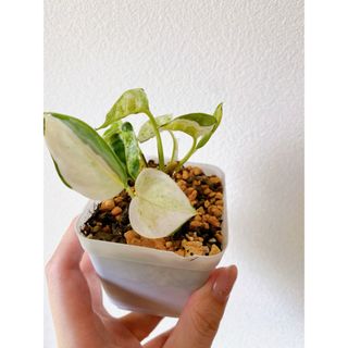 観葉植物 ポトス グローバル(抜き苗)希少品種‼️(その他)