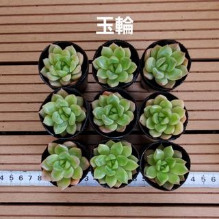 多肉植物『玉輪』９苗セット(その他)