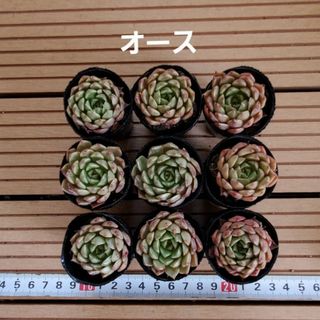 多肉植物『オース』９苗セット(その他)