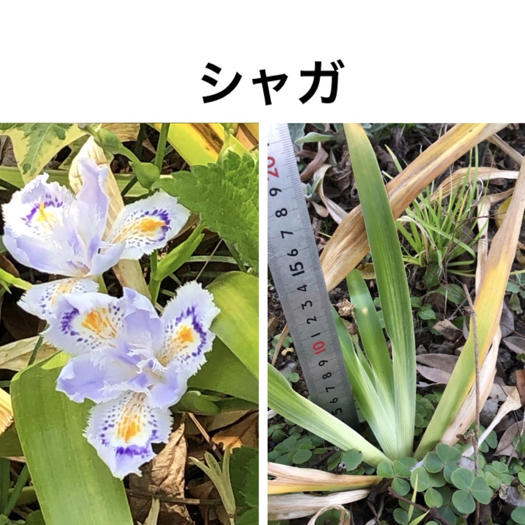 【母の日ギフト】 花苗 山野草 10種類 ＊ ニッコウキスゲ ムラサキツユクサ ハンドメイドのフラワー/ガーデン(その他)の商品写真