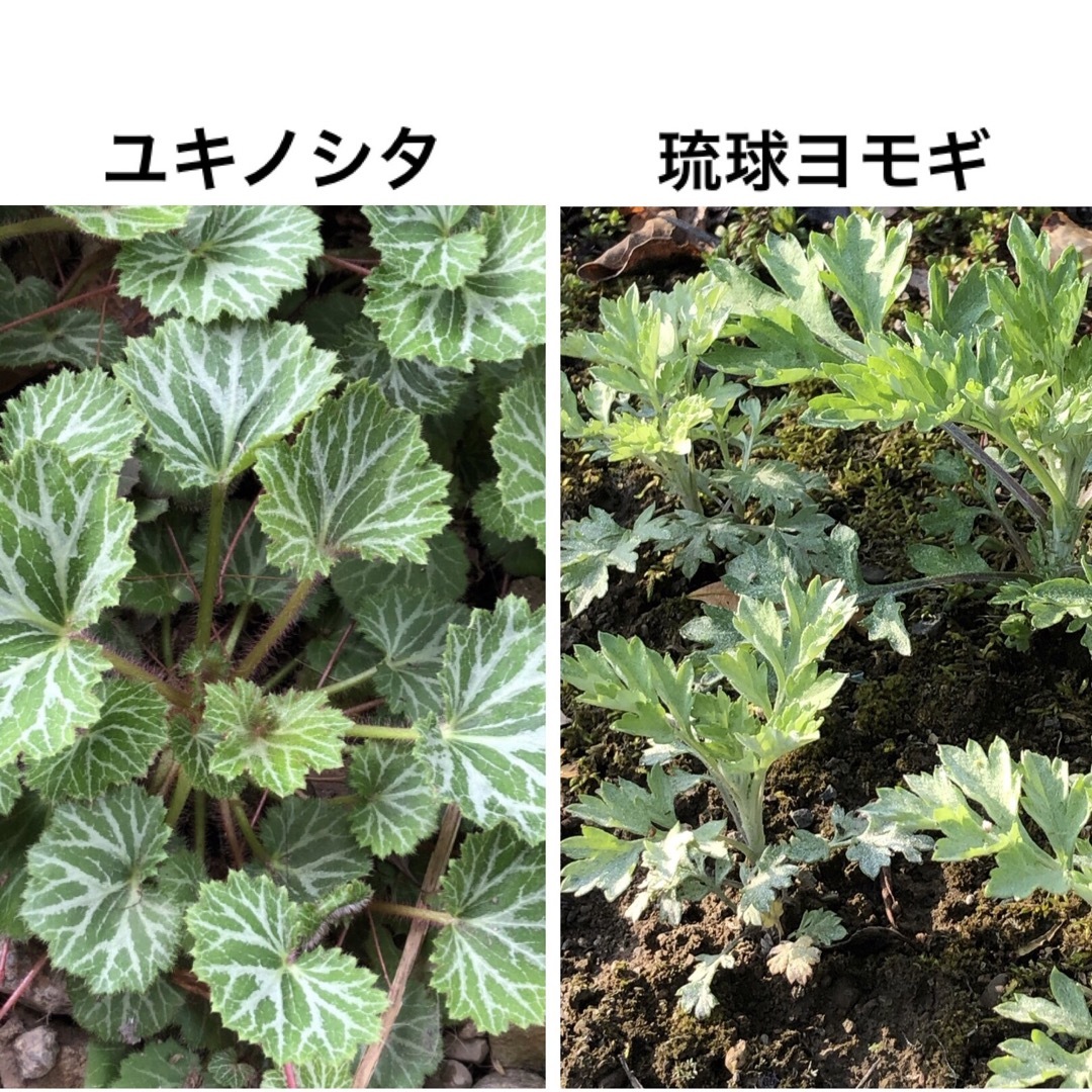 【母の日ギフト】 花苗 山野草 10種類 ＊ ニッコウキスゲ ムラサキツユクサ ハンドメイドのフラワー/ガーデン(その他)の商品写真