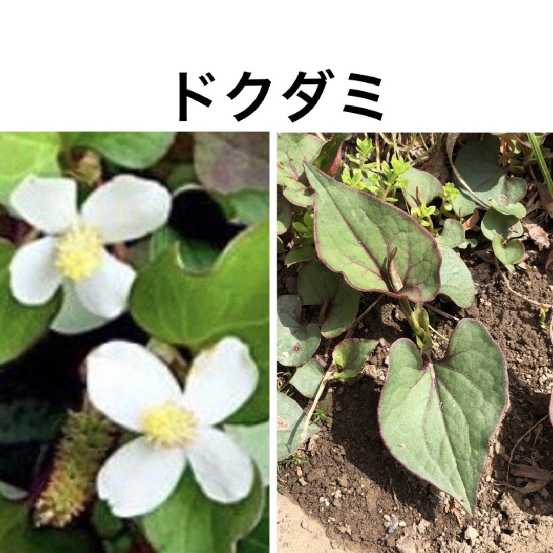 【母の日ギフト】 花苗 山野草 10種類 ＊ ニッコウキスゲ ムラサキツユクサ ハンドメイドのフラワー/ガーデン(その他)の商品写真