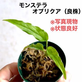 ◆モンステラオブリクアMonstera obliqua peru #植物さかな屋(その他)