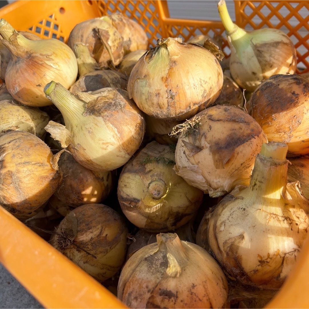 【産地直送】美味しい♪無農薬 淡路島新玉ねぎ 20kg 食品/飲料/酒の食品(野菜)の商品写真