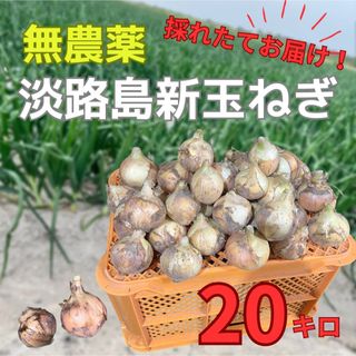 【産地直送】美味しい♪無農薬 淡路島新玉ねぎ 20kg(野菜)