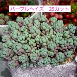 多肉植物　パープルヘイズ　カット苗　25カット(その他)