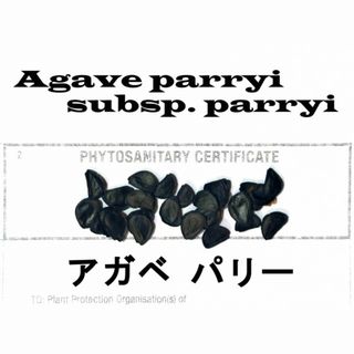 12月入荷 10粒+ パリー 種 種子 証明書あり(その他)