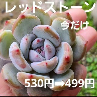 今だけ価格♡レッドストーン♡カット苗 多肉植物  1つ(その他)