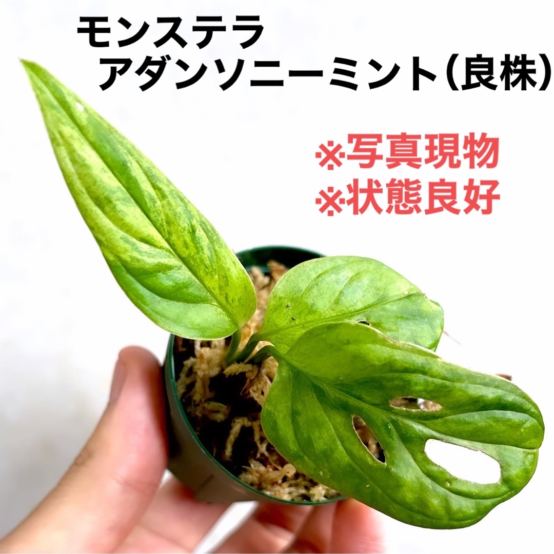 ◆モンステラアダンソニーミントMonsteraマドカズラ  #植物さかな屋 その他のペット用品(アクアリウム)の商品写真