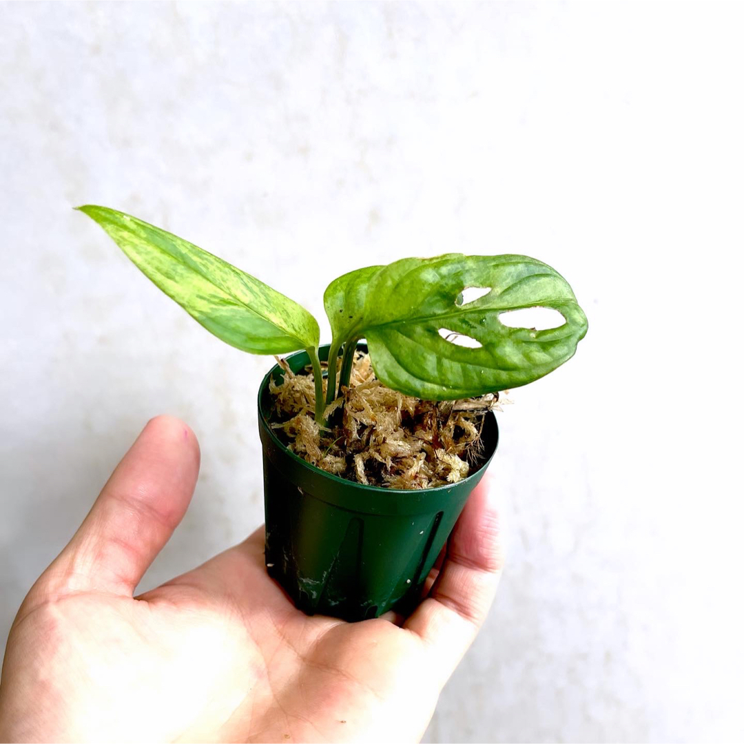 ◆モンステラアダンソニーミントMonsteraマドカズラ  #植物さかな屋 その他のペット用品(アクアリウム)の商品写真