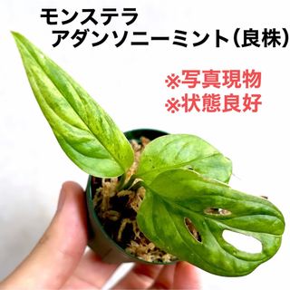 ◆モンステラアダンソニーミントMonsteraマドカズラ  #植物さかな屋(アクアリウム)