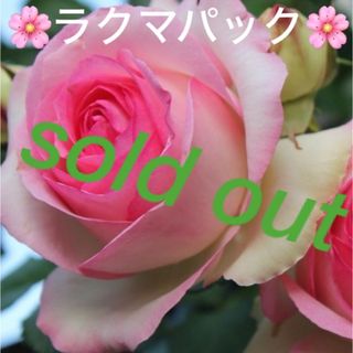 🌸sold out🌸《バラ苗　ピエールドゥロンサール》⭐︎ラクマパック⭐︎(その他)