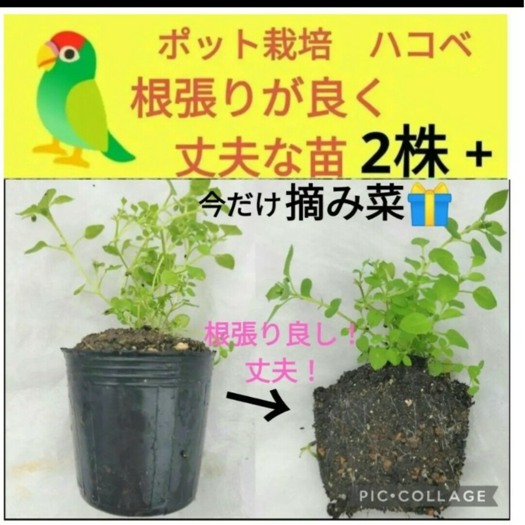 丈夫な　ハコベ苗　2株♥今だけ美味しい摘み菜プレゼント！ その他のペット用品(鳥)の商品写真