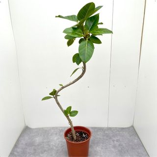 フィカス　アルテシマ　曲がり　7【現品】観葉植物　大型(その他)