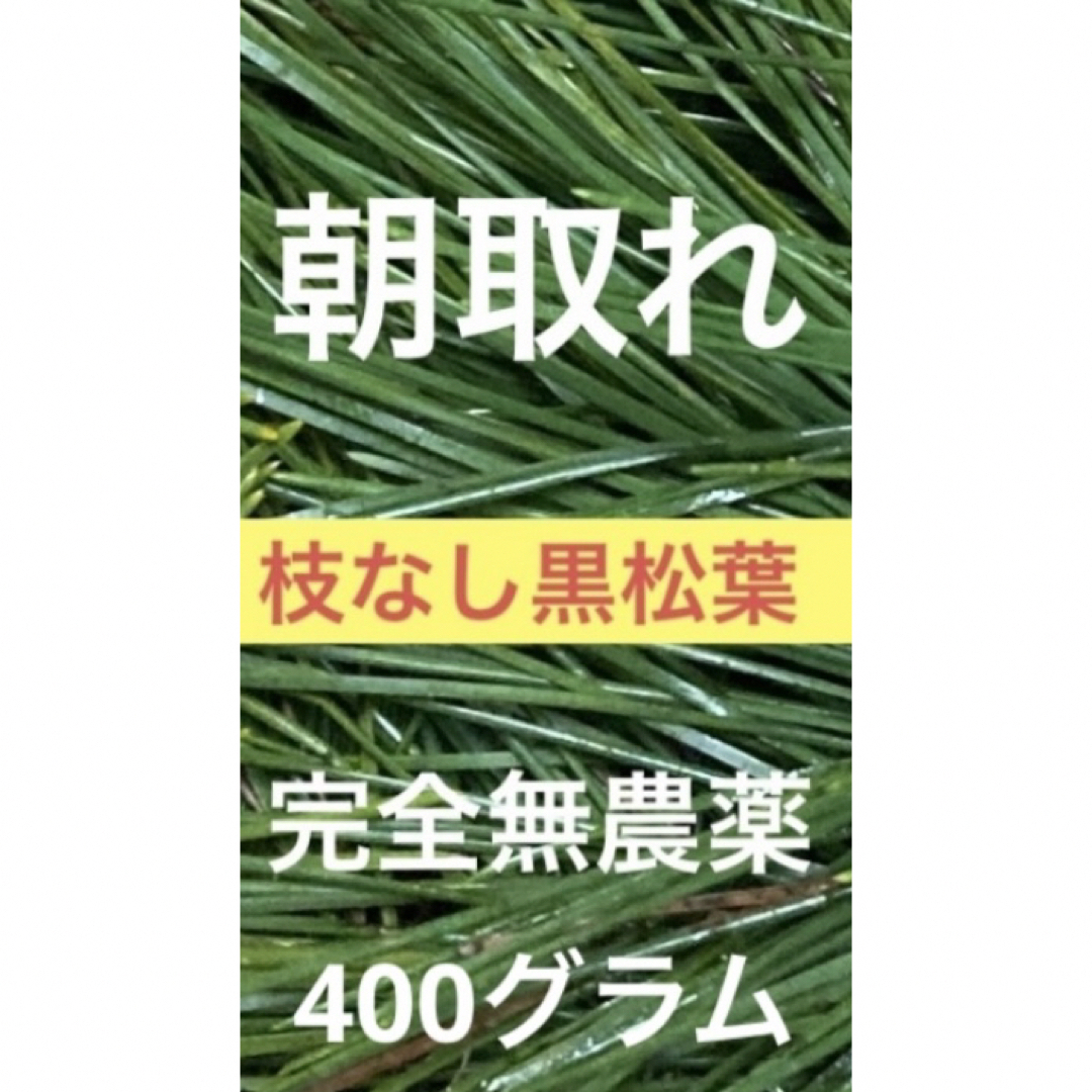 枝なし黒松葉400グラム即購入可　即日発送　岡山県　無農薬 食品/飲料/酒の食品(野菜)の商品写真