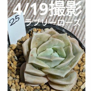 25♥お花のようなラブリーローズ♥　根あり　多肉植物(プランター)