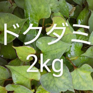 ドクダミ　約2kg　新鮮　農薬不使用(野菜)