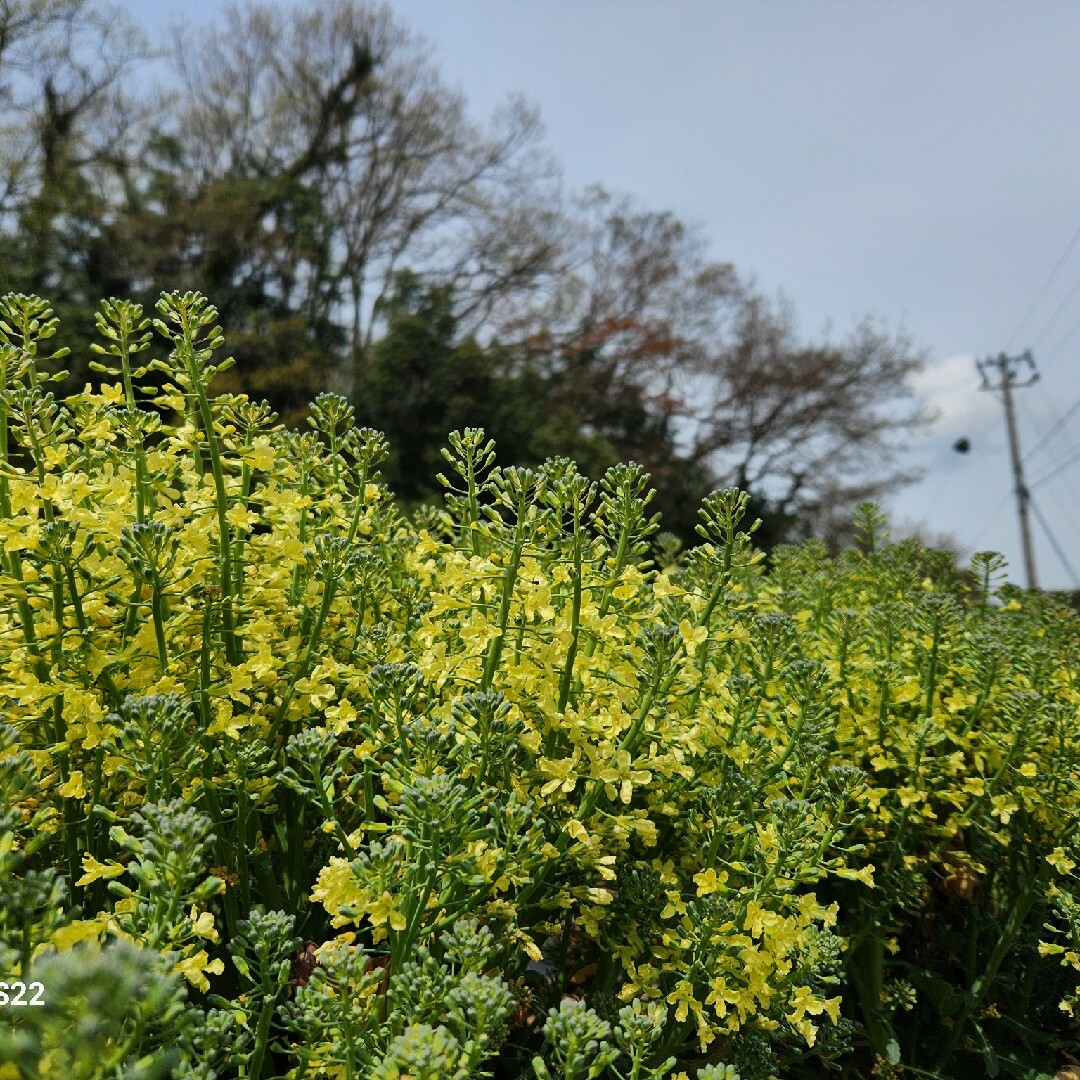 無農薬野菜　90サイズ　無科学肥料 食品/飲料/酒の食品(野菜)の商品写真