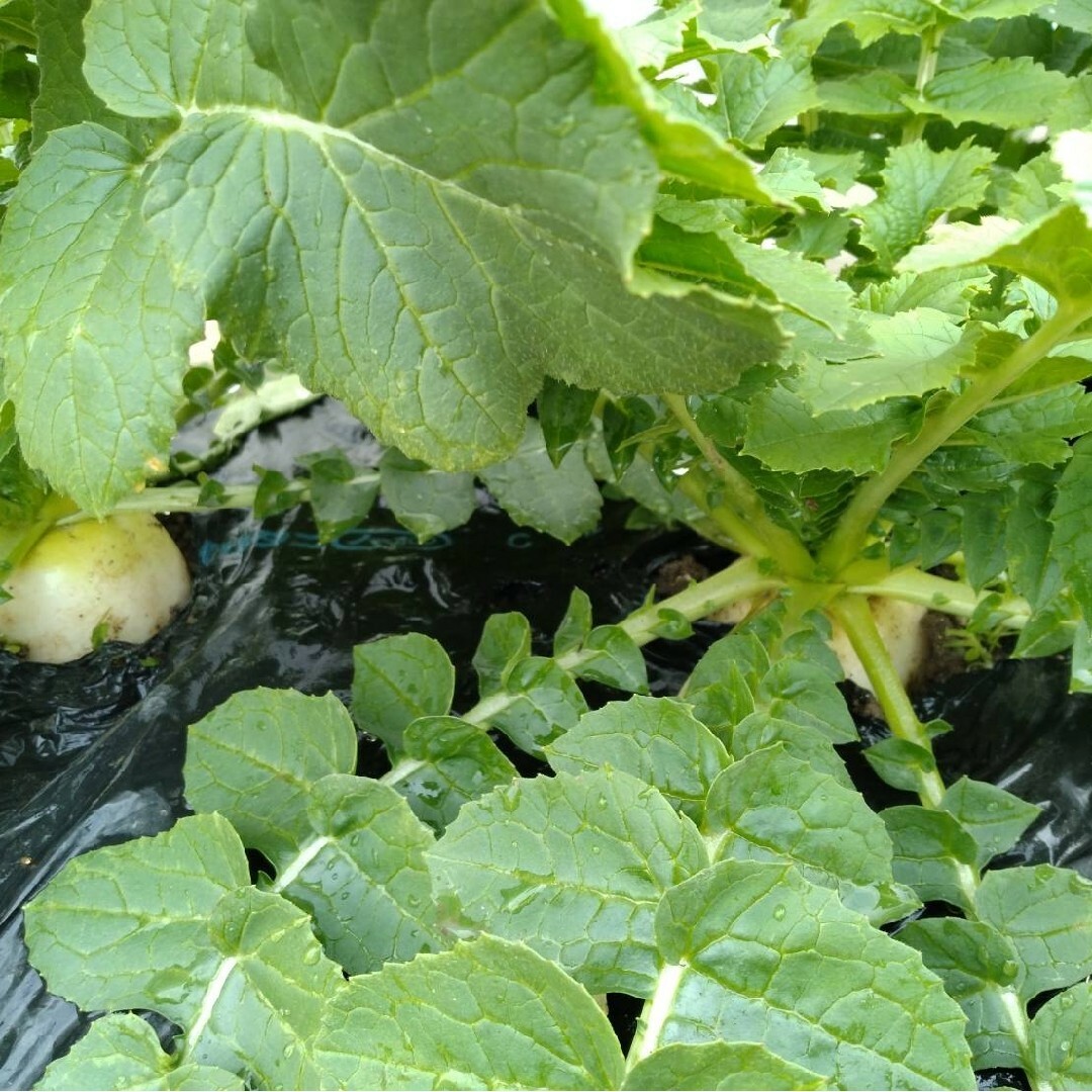 無農薬野菜　90サイズ　無科学肥料 食品/飲料/酒の食品(野菜)の商品写真