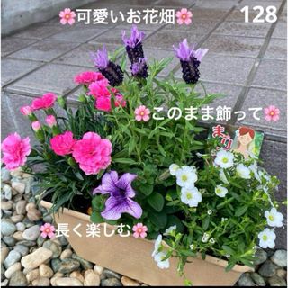 128☆このまま飾れる☆お花畑☆癒しの寄せ植え　花☆母の日☆初心者様向け☆(プランター)