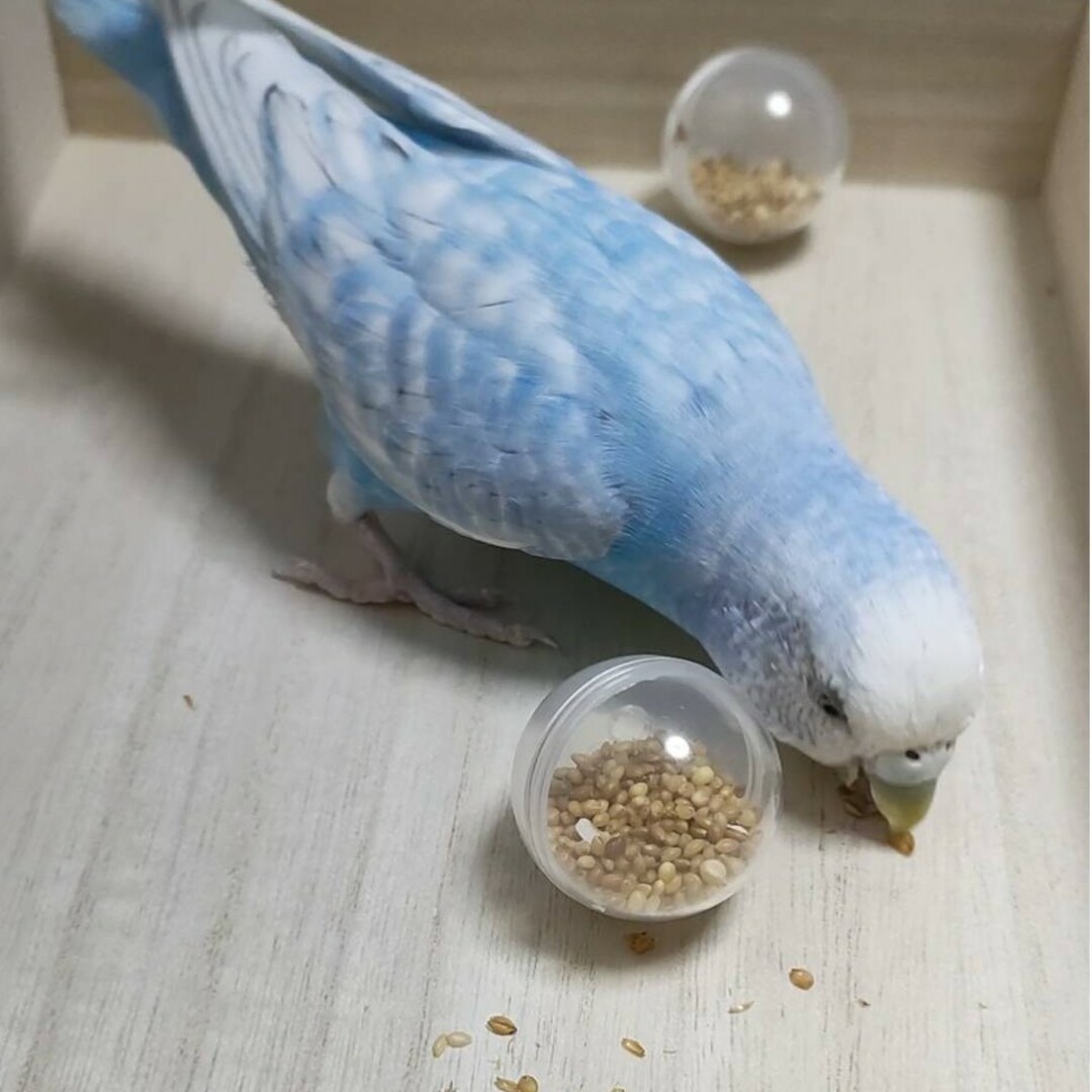 コロコロフォージングボール♡　インコ　おもちゃ その他のペット用品(鳥)の商品写真