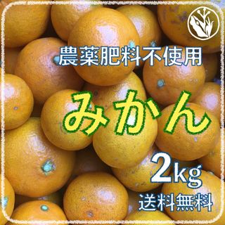 素戔嗚流超自然農蜜柑 2kg 1〜3年目 海乃蛙自然農園 農薬肥料不使用みかん(フルーツ)