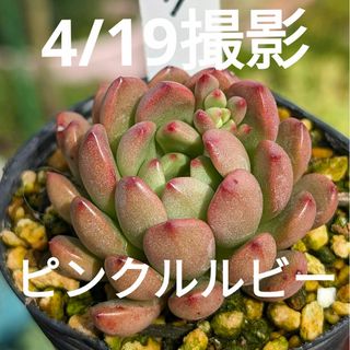 7♥ピンクルルビー♥　根あり　多肉植物(プランター)